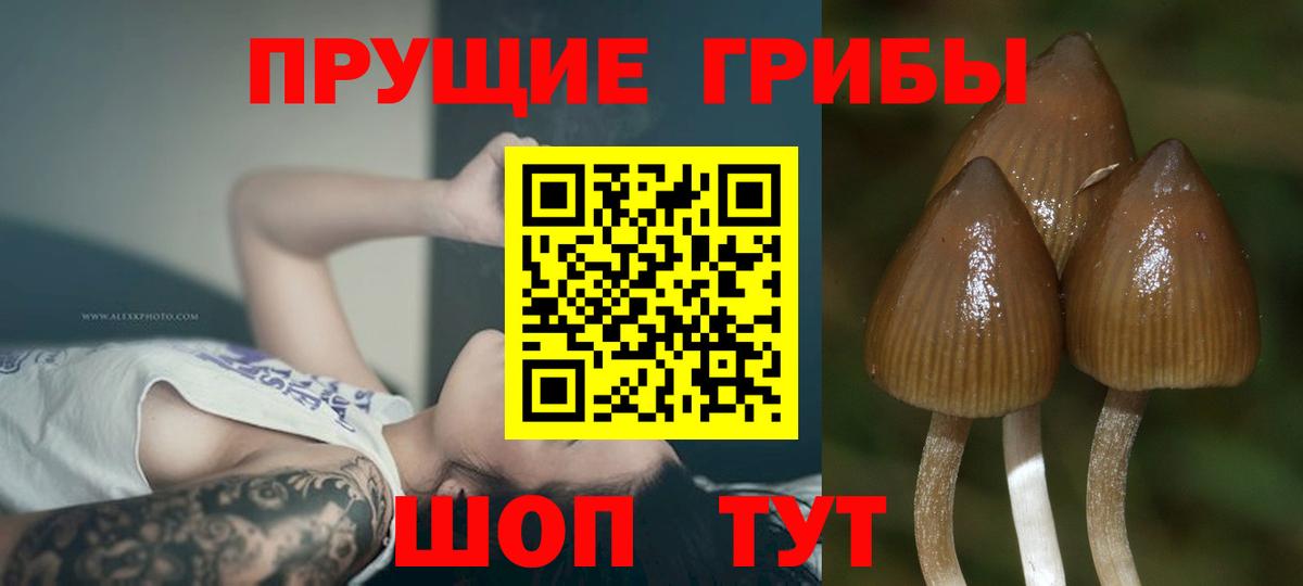 Новосибирск  Псилоцибиновые грибы Psilocybe  Вход с VPN 